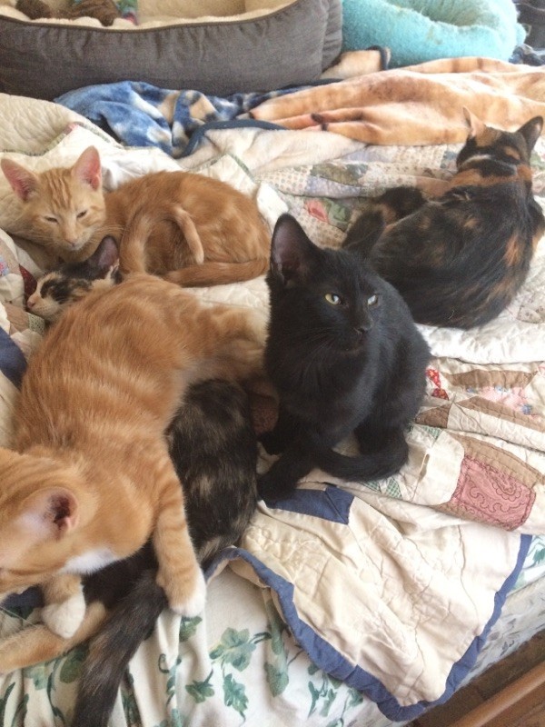 Kittens-Claudia,Rexi & Rickie 4