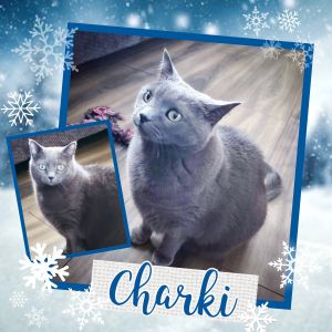 Cat For Adoption Charki A Domestic Short Hair In New Bothwell