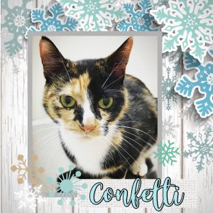 Cat For Adoption Confetti A Domestic Short Hair Calico Mix In