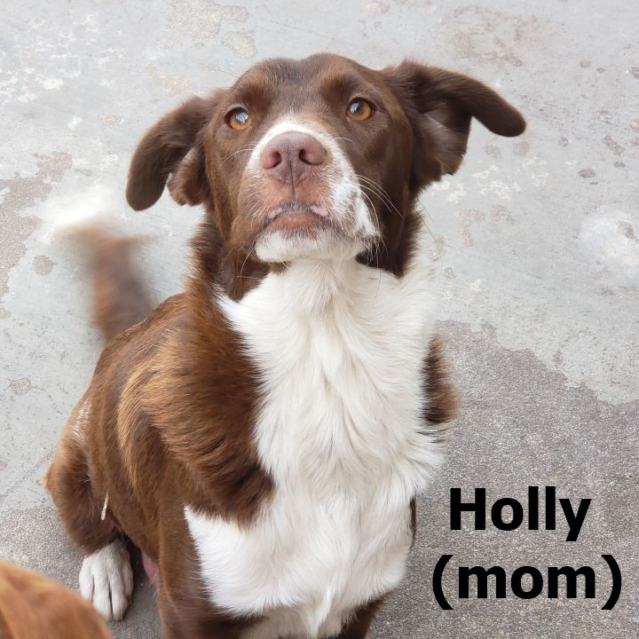 Jude - Holly's Puppy 2