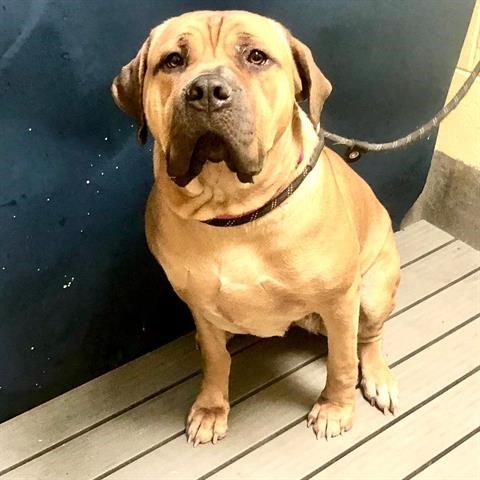 Dog For Adoption Callee A Cane Corso In Beltsville Md