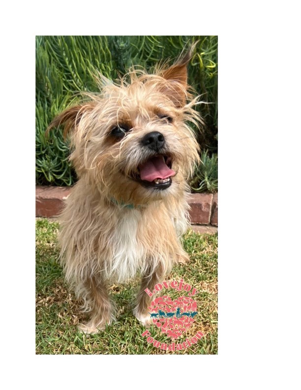 Cairn norfolk best sale terrier mix