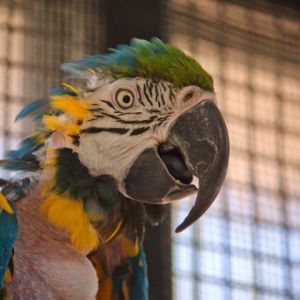 Rio, Senior Male unknown