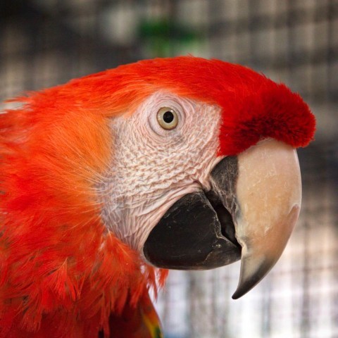 Beau