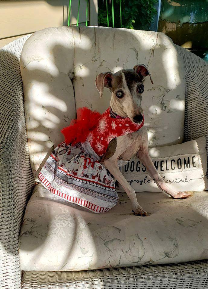 Petfinder store italian greyhound