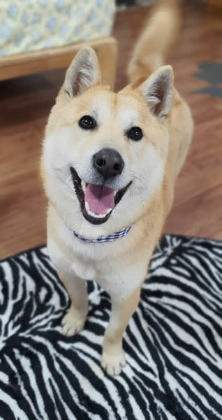 Dog For Adoption Moongshil A Shiba Inu Jindo Mix In