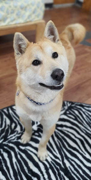 Dog For Adoption Moongshil A Shiba Inu Jindo Mix In