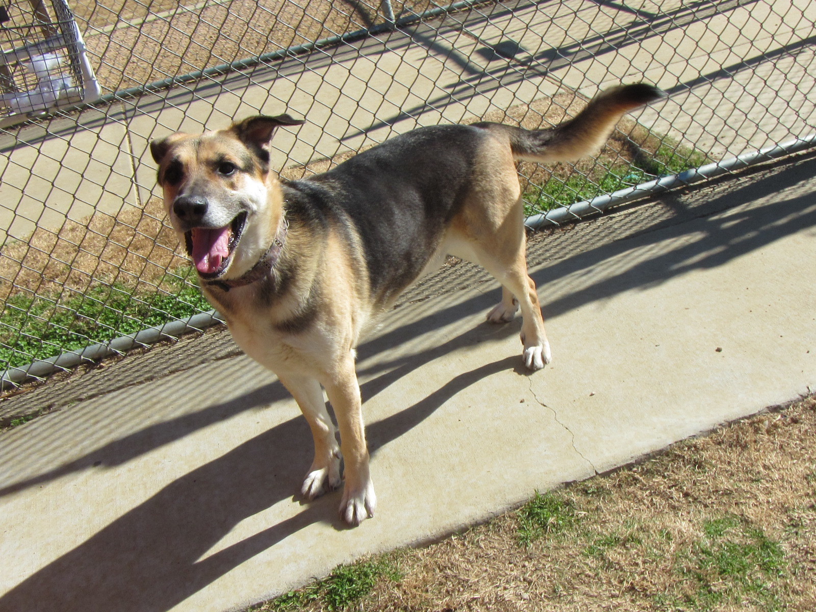 Max* A119482, an adoptable German Shepherd Dog in Plano, TX, 75093 | Photo Image 2