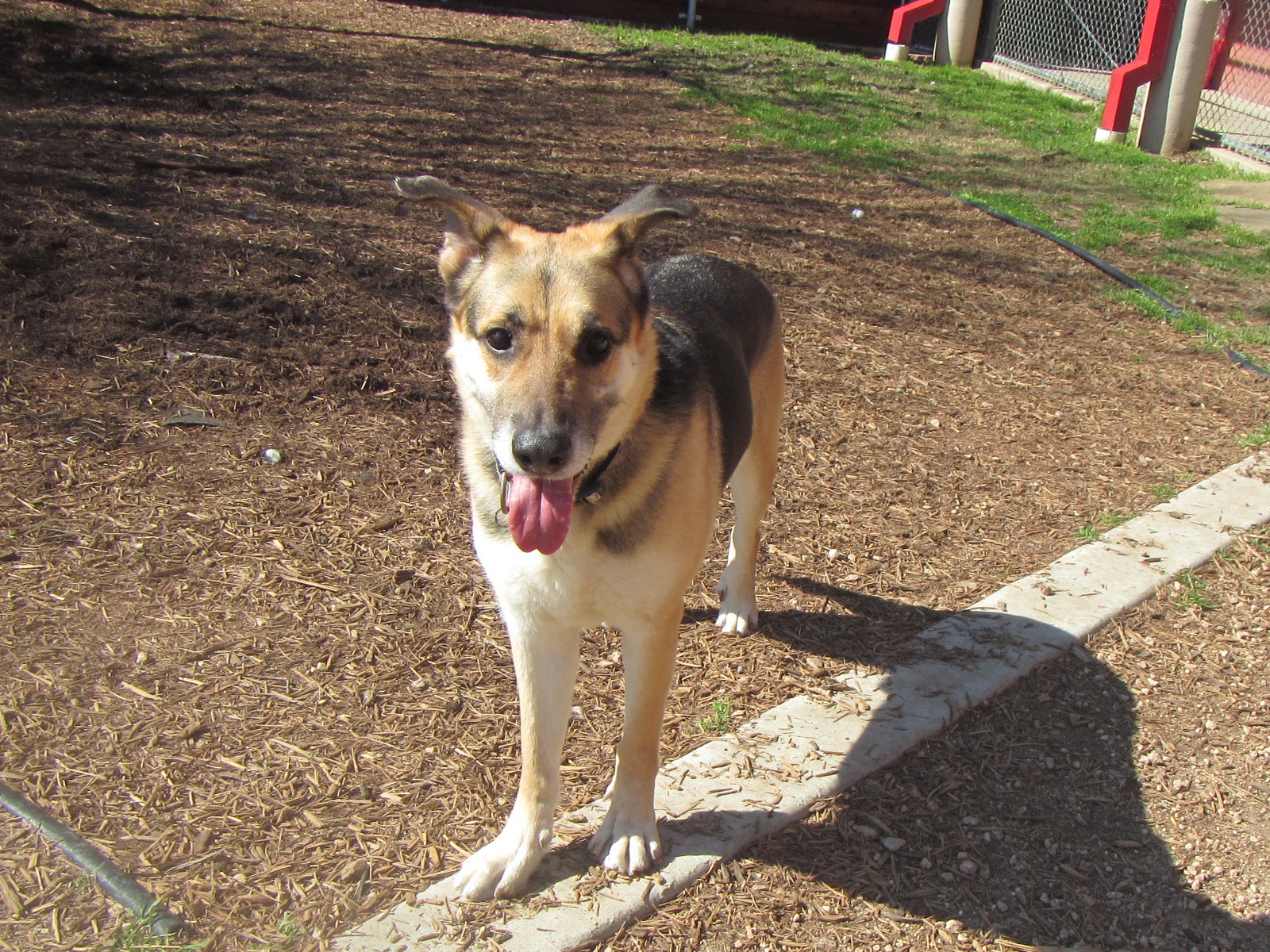 Max* A119482, an adoptable German Shepherd Dog in Plano, TX, 75093 | Photo Image 4