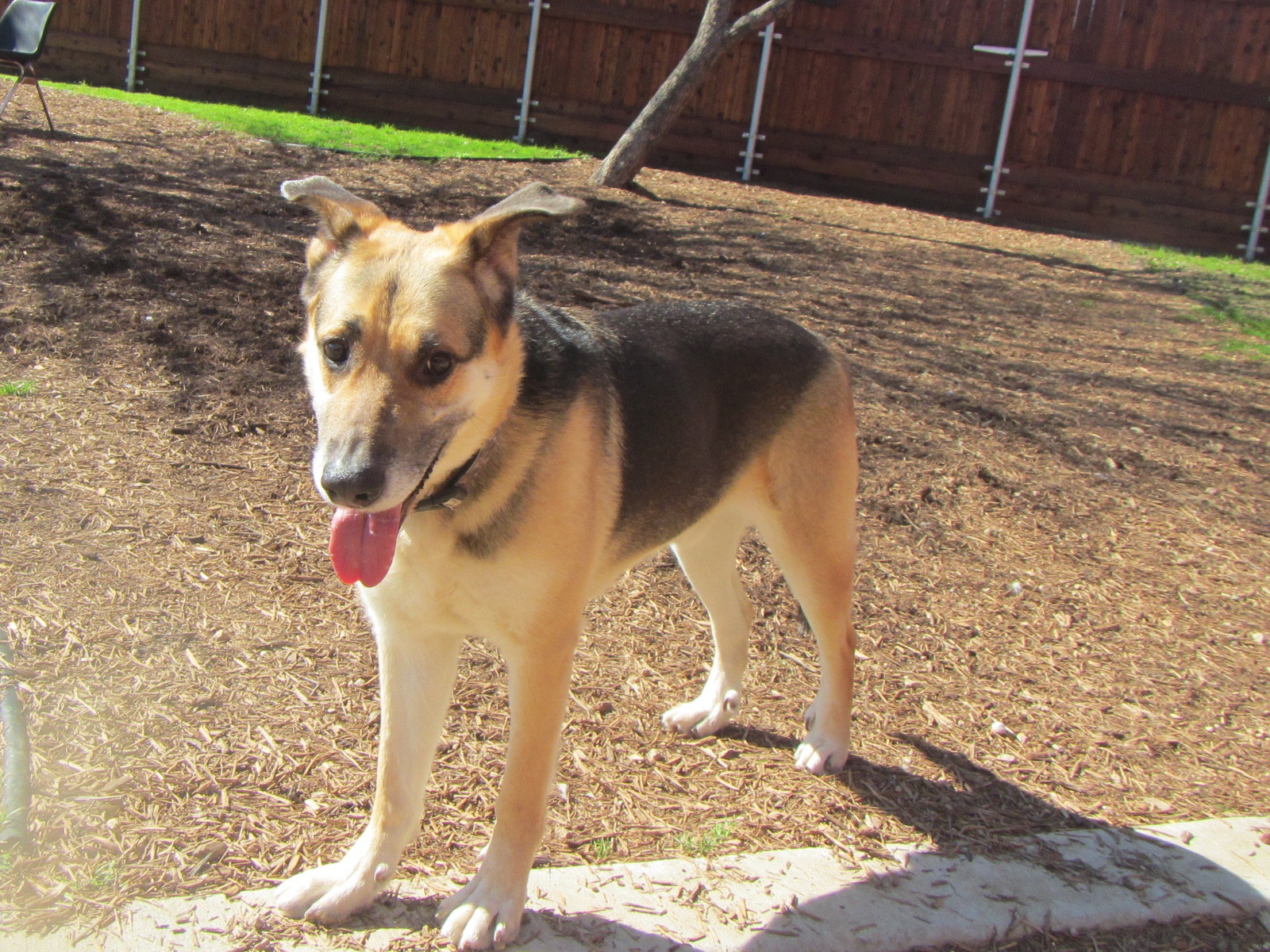 Max* A119482, an adoptable German Shepherd Dog in Plano, TX, 75093 | Photo Image 6