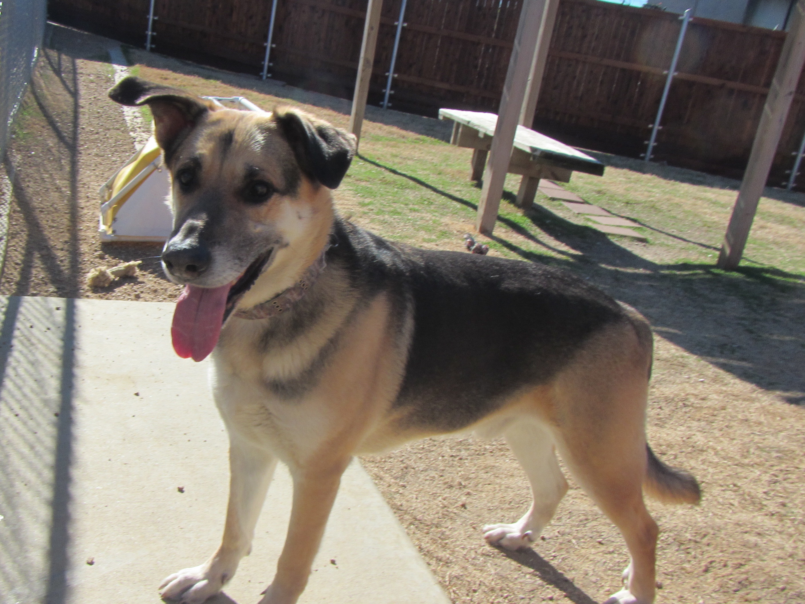 Max* A119482, an adoptable German Shepherd Dog in Plano, TX, 75093 | Photo Image 8