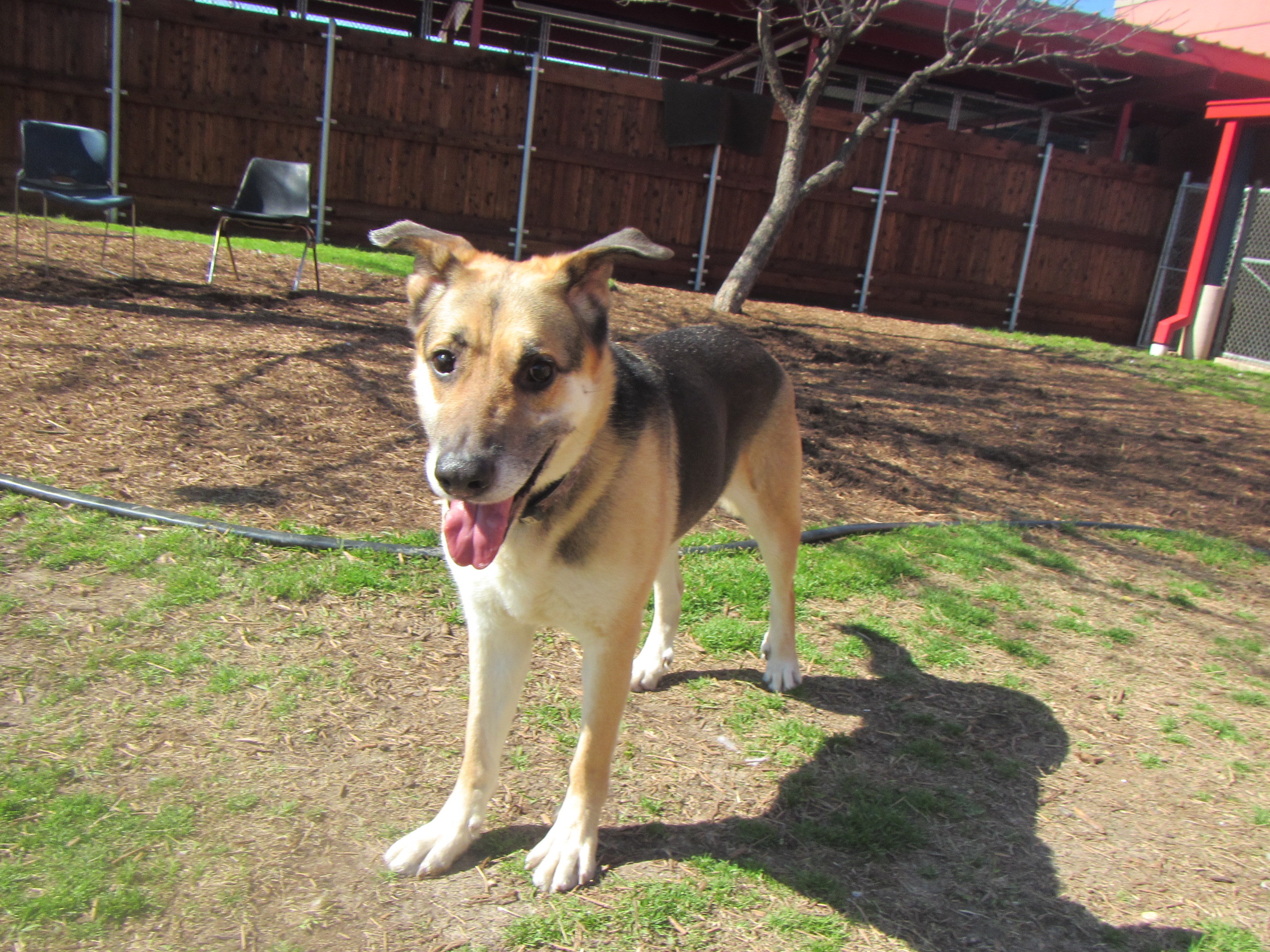 Max* A119482, an adoptable German Shepherd Dog in Plano, TX, 75093 | Photo Image 10