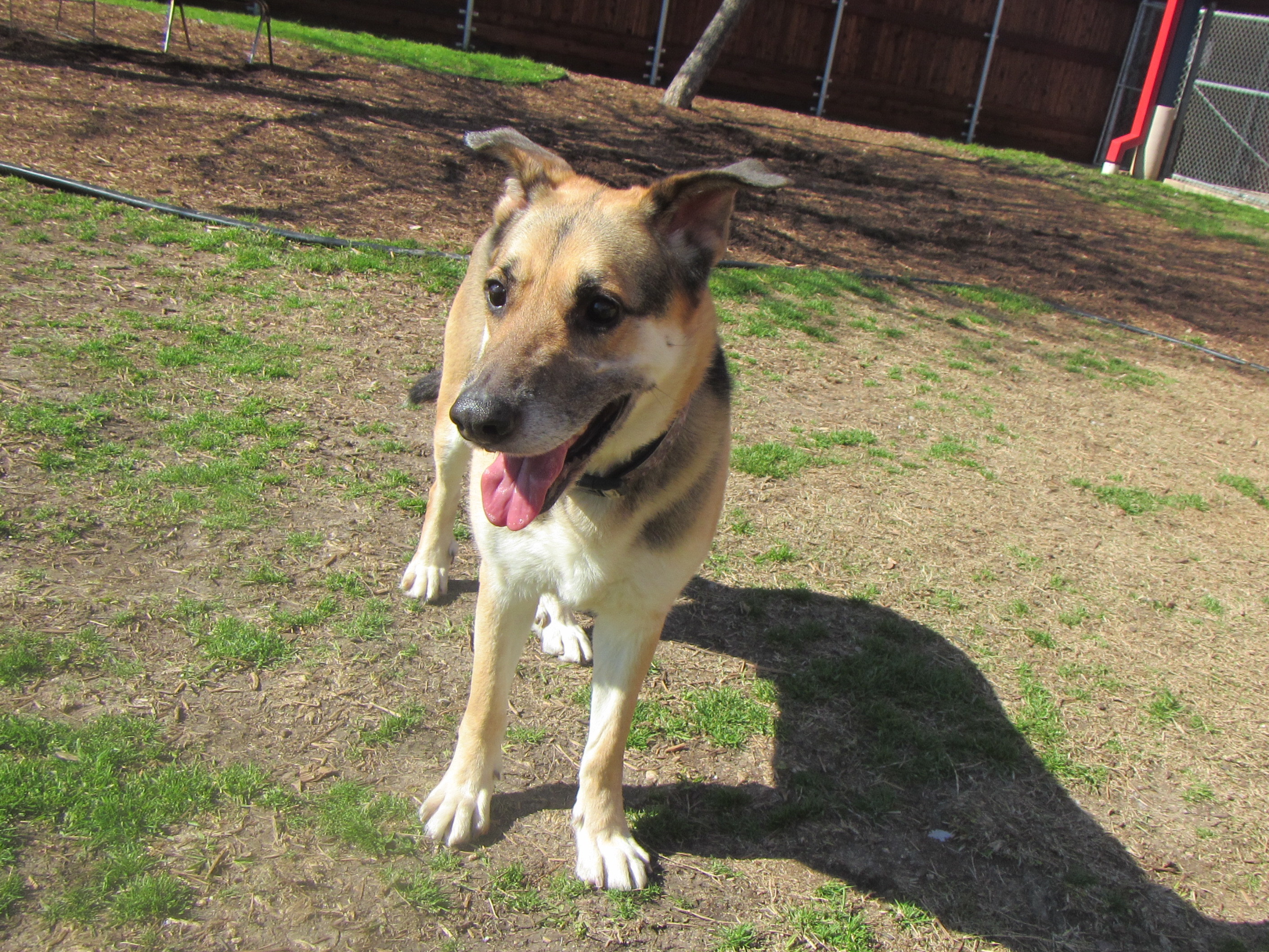 Max* A119482, an adoptable German Shepherd Dog in Plano, TX, 75093 | Photo Image 11