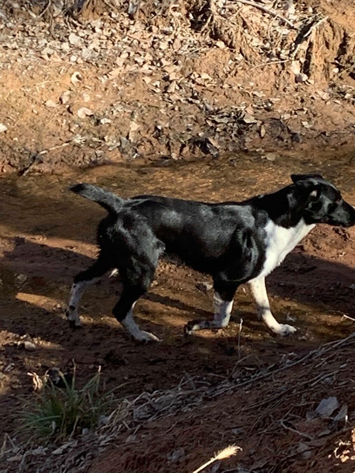 Dog For Adoption Tobias A German Shorthaired Pointer Great