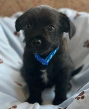 Dogs For Adoption Near San Jose Ca Petfinder