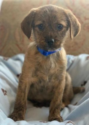 Dogs For Adoption Near San Jose Ca Petfinder