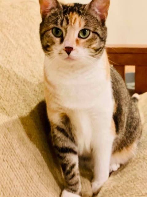 Yvette, an adoptable Domestic Short Hair in Ballwin, MO, 63011 | Photo Image 1