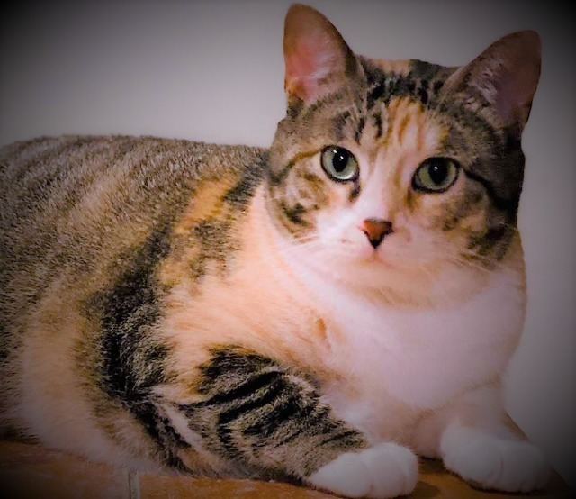 Yvette, an adoptable Domestic Short Hair in Ballwin, MO, 63011 | Photo Image 3