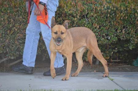 Timmy, an adoptable German Shepherd Dog, Labrador Retriever in Irvine, CA, 92619 | Photo Image 1