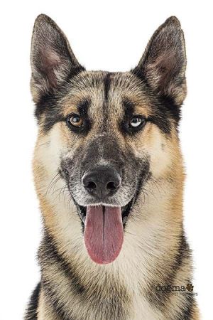 Dog For Adoption Brody A Siberian Husky German Shepherd Dog Mix In Irvine Ca Petfinder