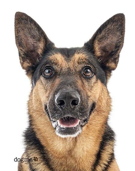 Gunner, an adoptable German Shepherd Dog, Cattle Dog in Irvine, CA, 92619 | Photo Image 2