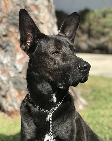 Fargo, an adoptable German Shepherd Dog, Black Labrador Retriever in Irvine, CA, 92619 | Photo Image 1