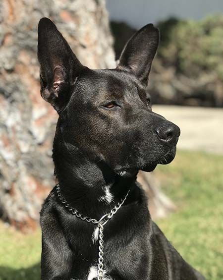 Black labrador cross german 2024 shepherd