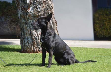 Fargo, an adoptable German Shepherd Dog, Black Labrador Retriever in Irvine, CA, 92619 | Photo Image 2