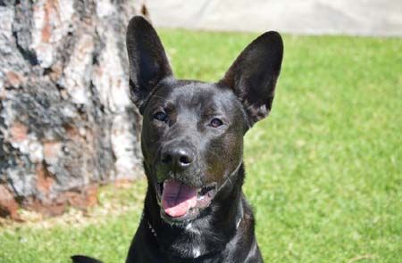 Fargo, an adoptable German Shepherd Dog, Black Labrador Retriever in Irvine, CA, 92619 | Photo Image 3