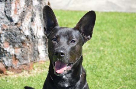 German shepherd cross black 2024 labrador