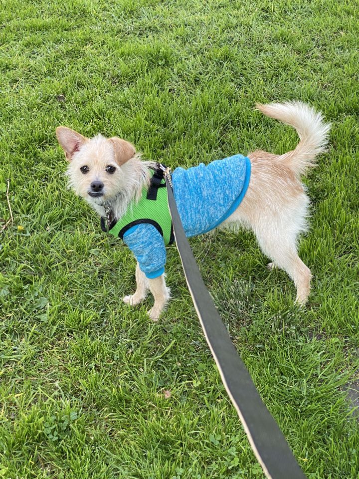 Paddy! 2y,  Cairn Terrier X, 14 lbs, NM+shots+chip+crate-trained at night, Sweet Pup 3