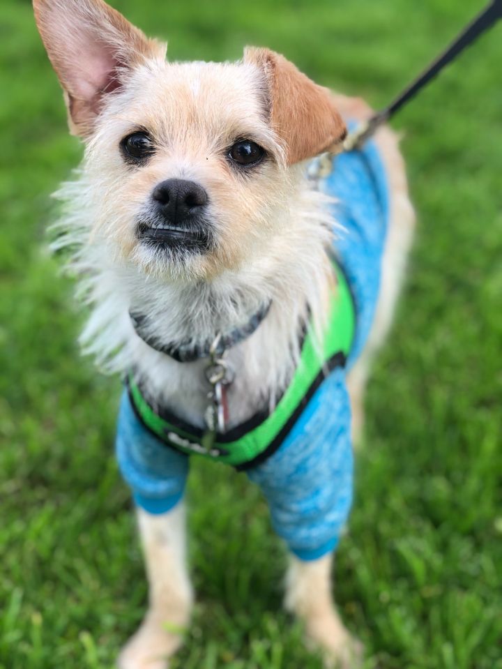 Paddy! 2y,  Cairn Terrier X, 14 lbs, NM+shots+chip+crate-trained at night, Sweet Pup 4
