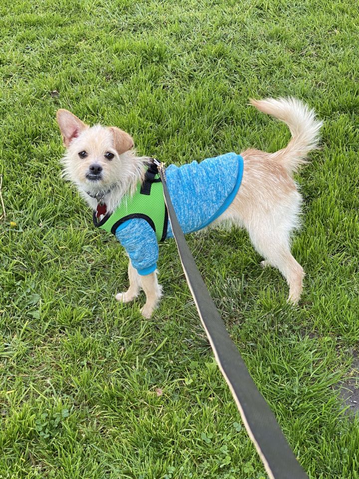 Paddy! 2y,  Cairn Terrier X, 14 lbs, NM+shots+chip+crate-trained at night, Sweet Pup 5