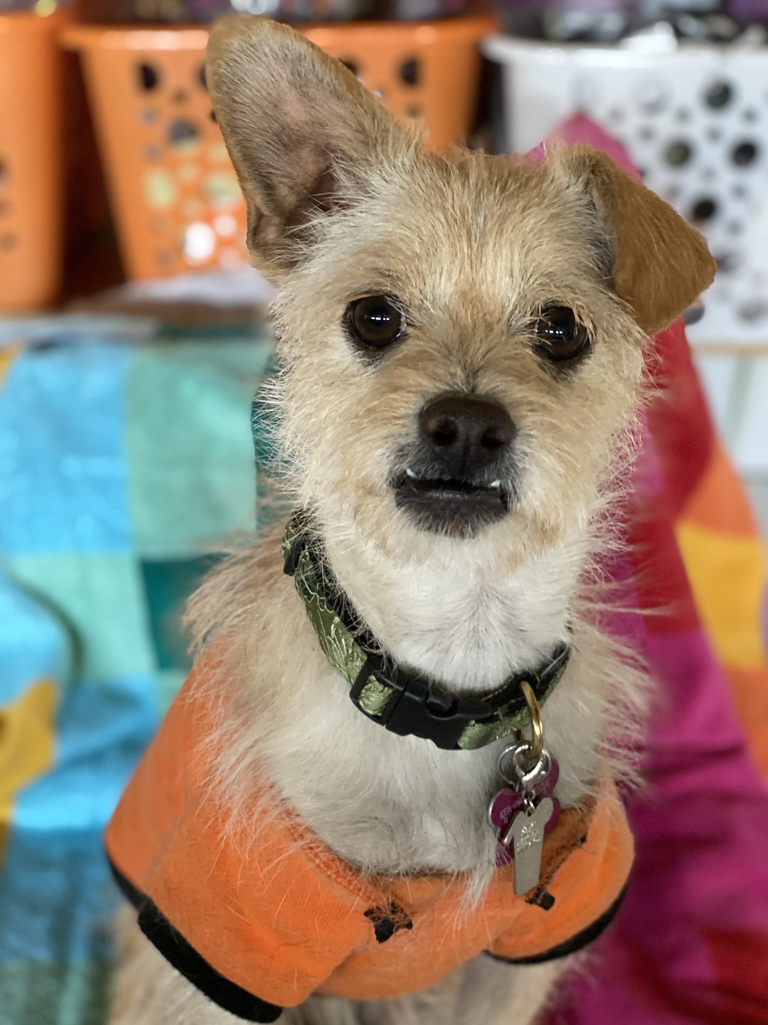 Paddy 2 Y Cairn Terrier X 14 Lbs Nm Shots Chip Crate Trained At Night Sweet Pup detail page
