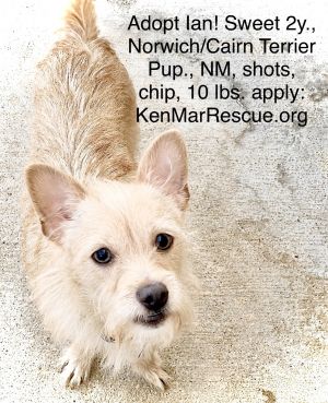 Ian - Adorable Norwich/Cairn Terrier Pup