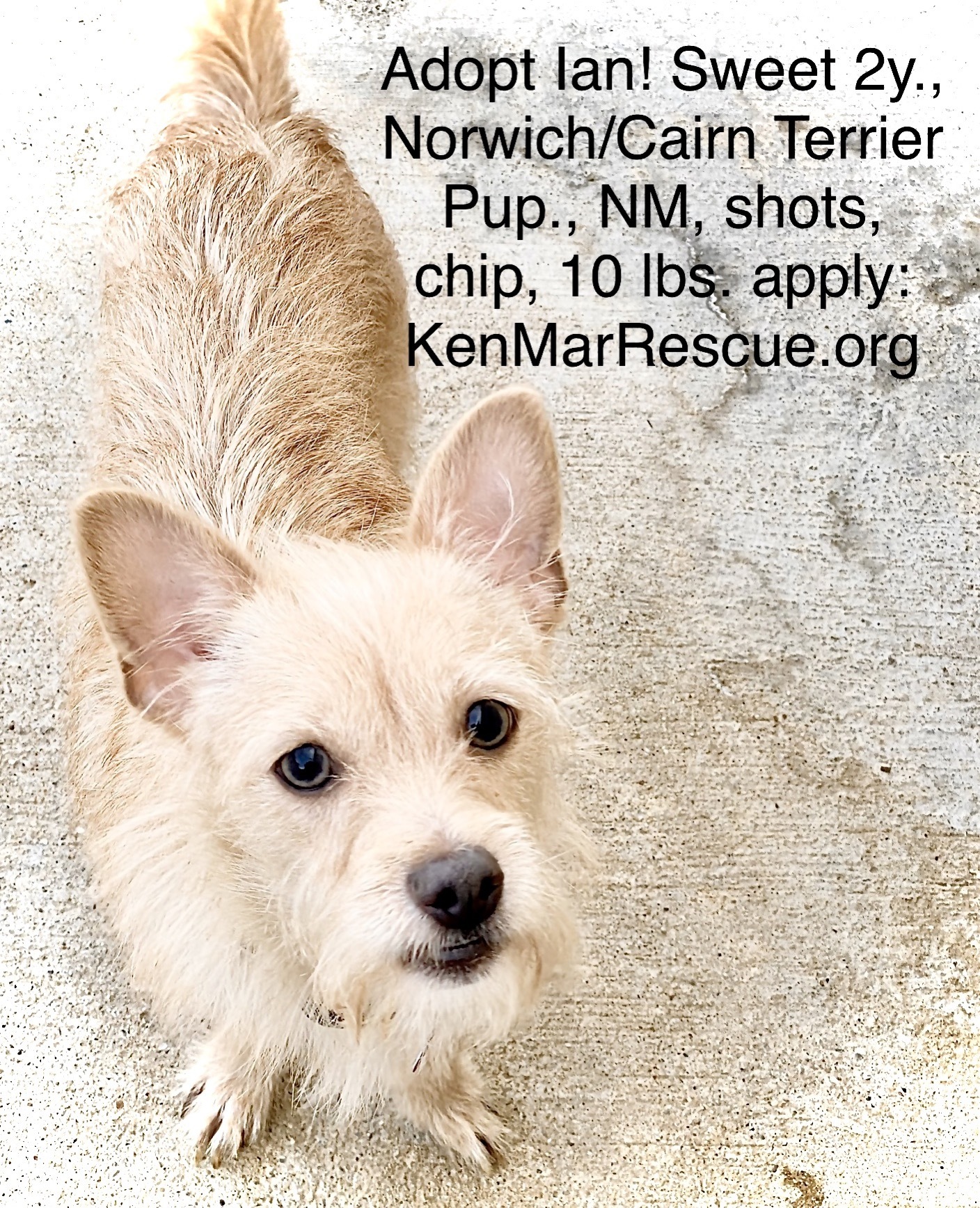 Ian Adorable Norwich Cairn Terrier Pup detail page