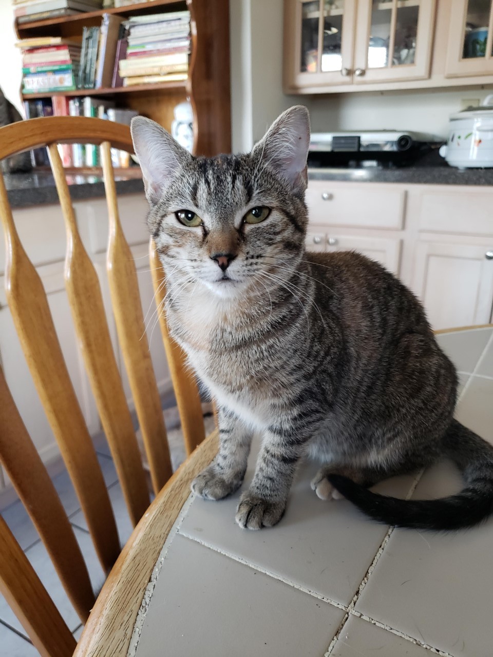 Angellina - female looking for a fun loving friend! STILL AVAILABLE!, an adoptable Tabby, Torbie in Uncasville, CT, 06382 | Photo Image 1