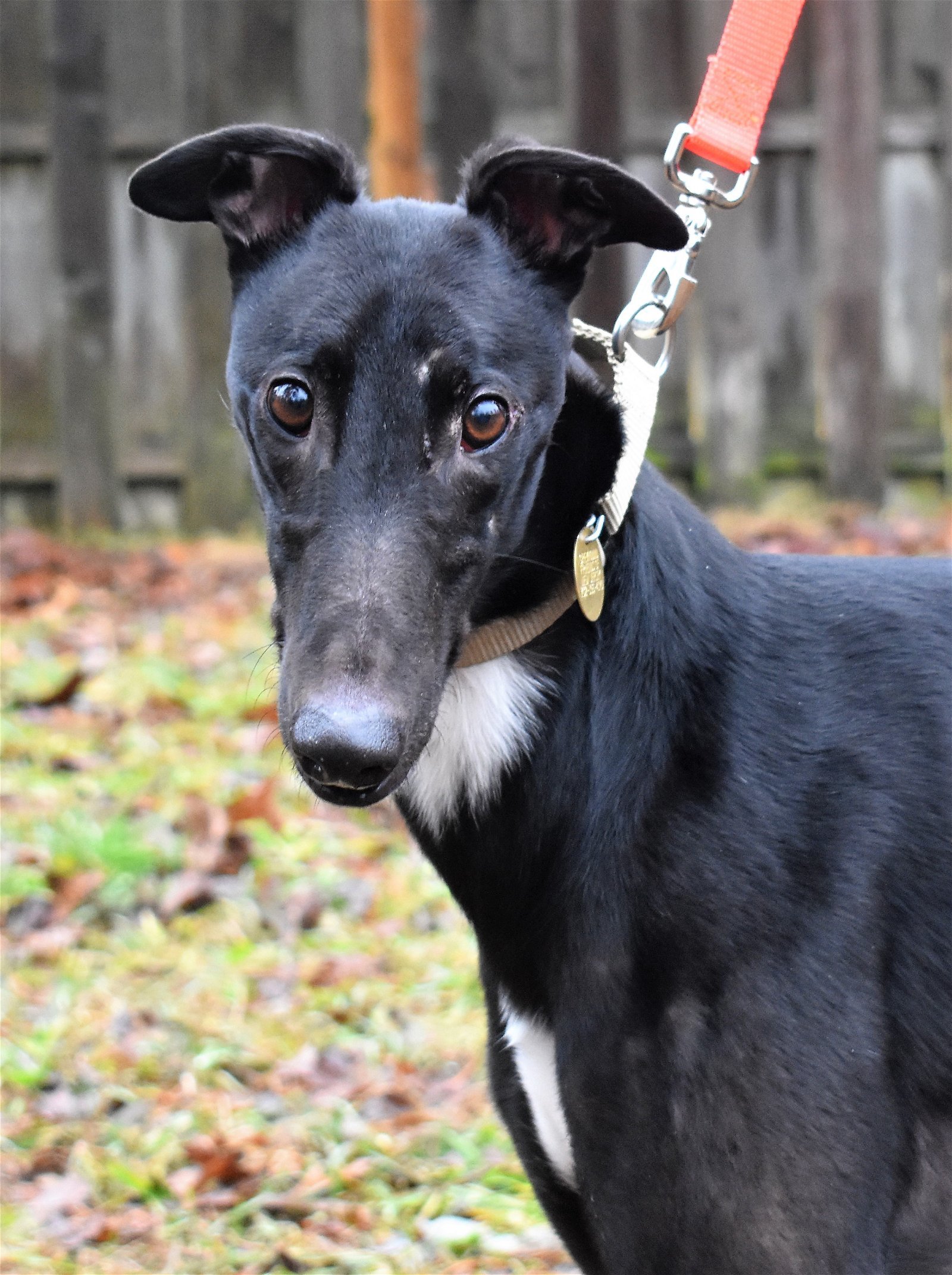 Tye, an adoptable Greyhound in Cherry Hill, NJ, 08034 | Photo Image 1