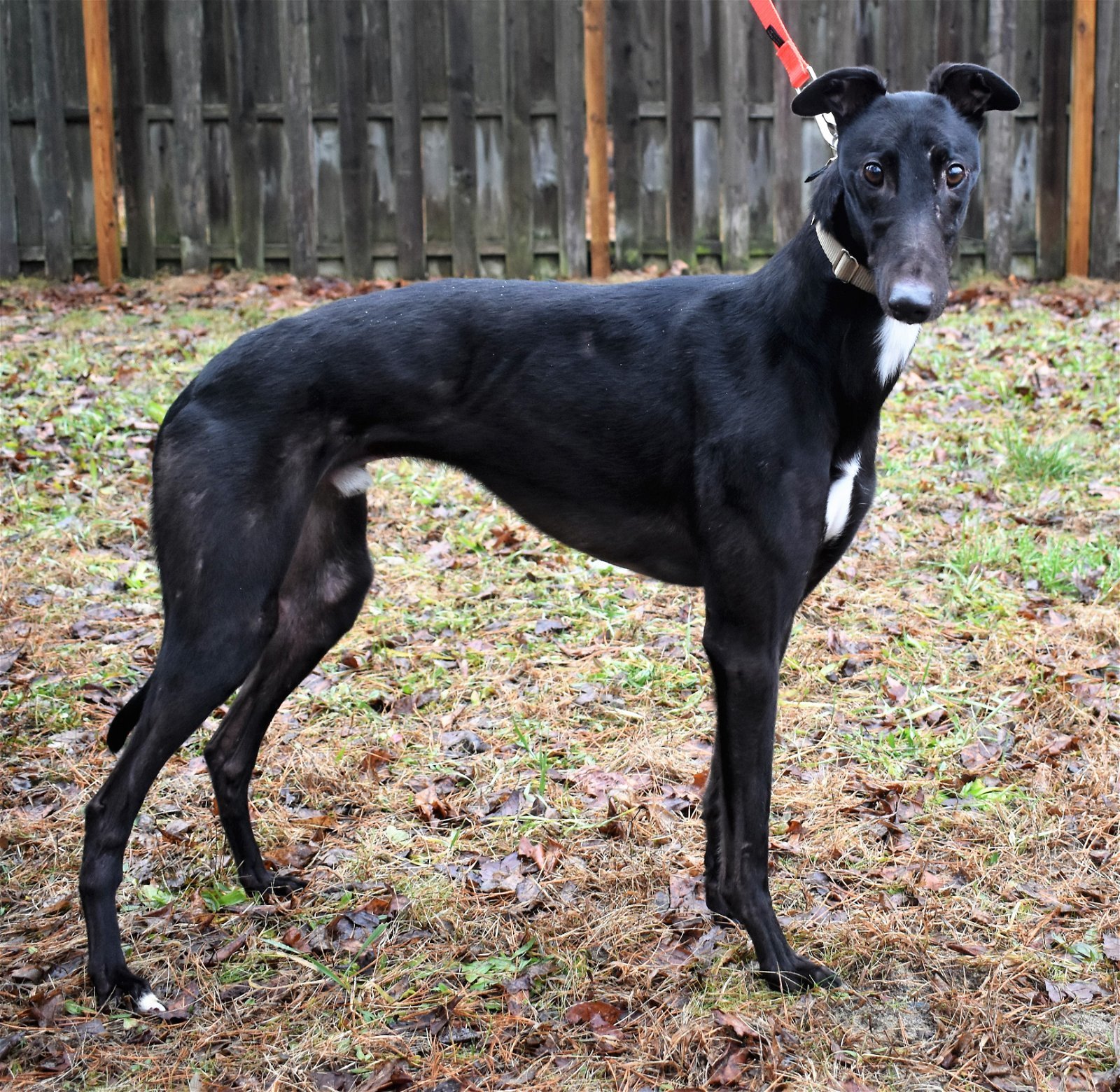 Tye, an adoptable Greyhound in Cherry Hill, NJ, 08034 | Photo Image 2