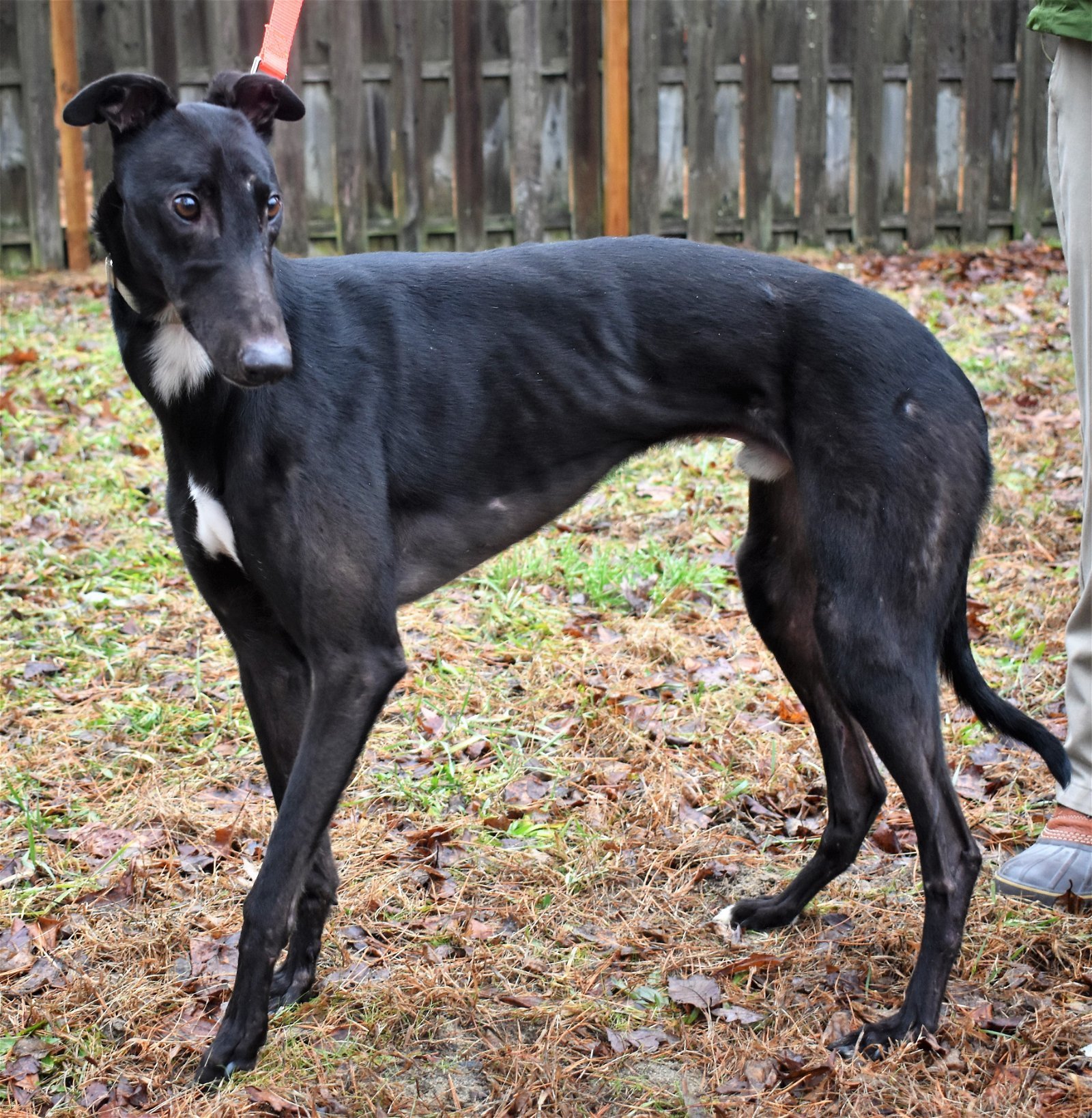 Tye, an adoptable Greyhound in Cherry Hill, NJ, 08034 | Photo Image 3