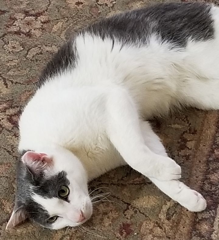Cat For Adoption Clarence A Domestic Short Hair Mix In
