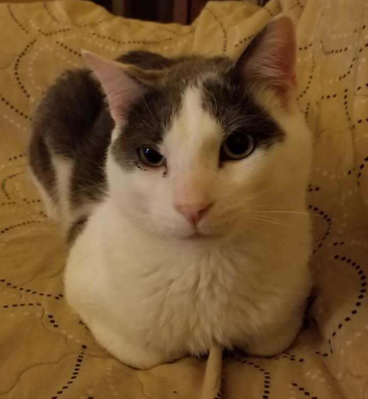 Cat For Adoption Clarence A Domestic Short Hair Mix In
