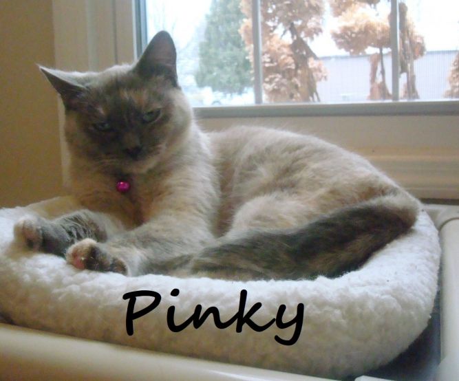 What Happened To Pinky The Cat