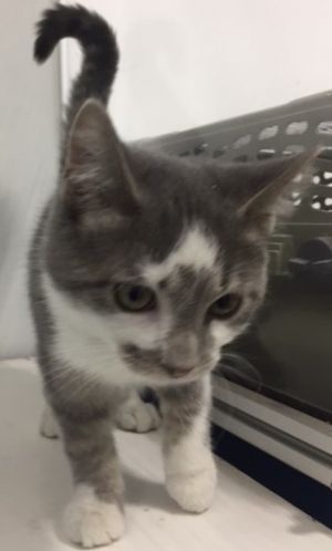 Cat For Adoption Curby A Domestic Short Hair In Powell Oh