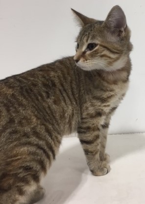 Nanette, an adoptable Domestic Short Hair in Powell, OH, 43065 | Photo Image 3