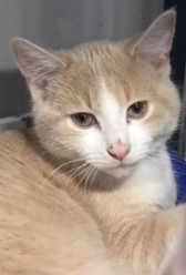 Wyatt, an adoptable Domestic Short Hair in Powell, OH, 43065 | Photo Image 1