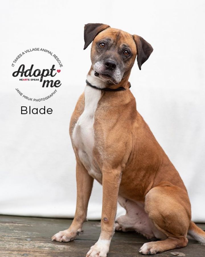 Dog For Adoption Blade A Boxer Labrador Retriever Mix In