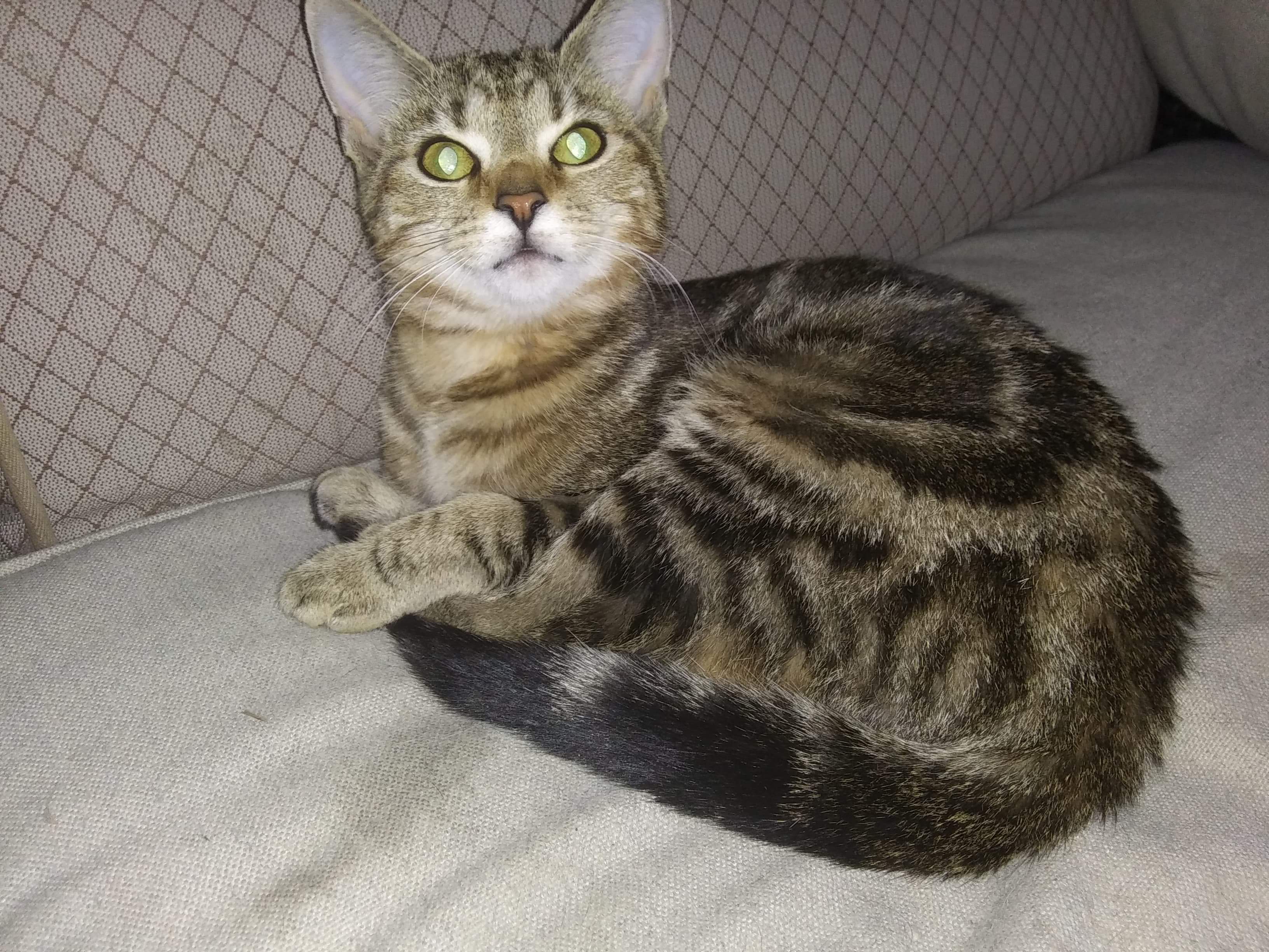 Cat for adoption - Marble, a Domestic Short Hair & Maine ...