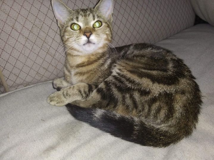 Cat for adoption - Marble, a Domestic Short Hair & Maine Coon Mix in ...
