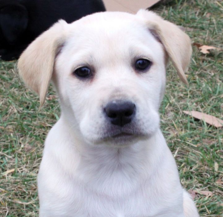 Dog For Adoption Marshmallow Snugglepot A Labrador